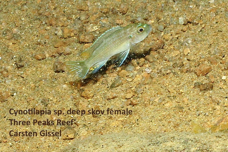 Cynotilapia sp. 'deep skov' Three Peaks Reef